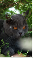 Wat een kitten leert van zijn moeder