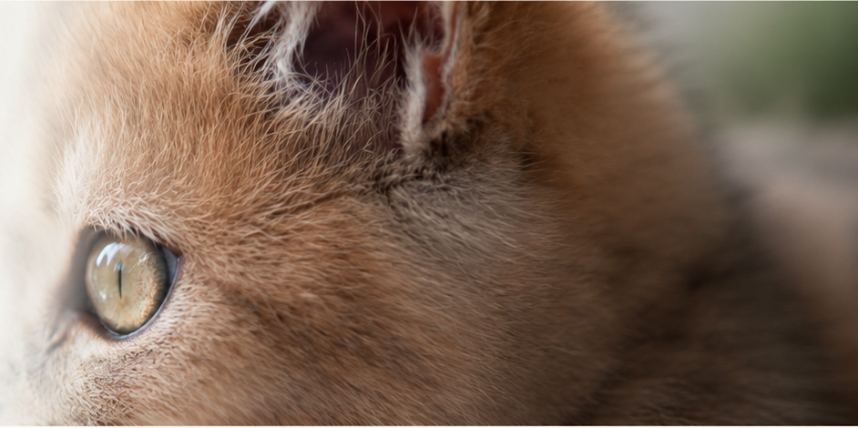Rustige verzorging maakt zelfverzekerde kittens