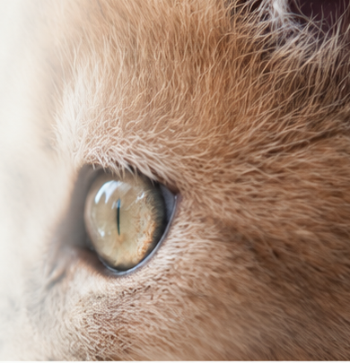 Waarom kittens soms ineens rondrennen