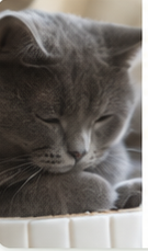 Foto placeholder voor Wat een kitten leert van zijn moeder